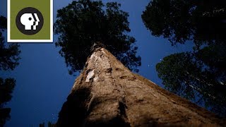 Sequoia Fun Facts [upl. by Plank]