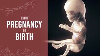 Pregnancy  How a Wonder is Born Animation [upl. by Ntsuj]