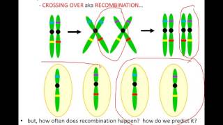 Lecture 9  Linkage Recombination and Mapping [upl. by Naor307]