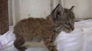 Chips the Baby Bobcat [upl. by Starbuck461]