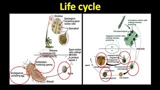 What is the Difference Between Homosporous and Heterosporous Plant Life Cycle [upl. by Shena]