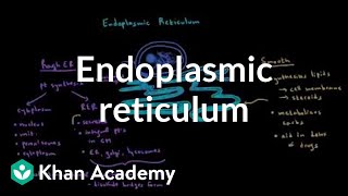 Endoplasmic reticulum and golgi apparatus  Cells  MCAT  Khan Academy [upl. by Bergeman]