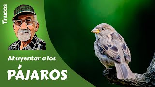 ESPANTAR PÁJAROS Cómo ahuyentar a los pájaros sin hacerles daño [upl. by Shandra]