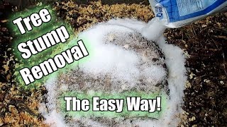 Possibly The Easiest Way To Remove A Tree Stump Using Epsom Salt Part 1 [upl. by Agan]