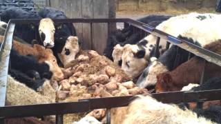 Cattle on fodder beet [upl. by Elizabet216]