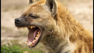 Hyena Laughing [upl. by Georgette]