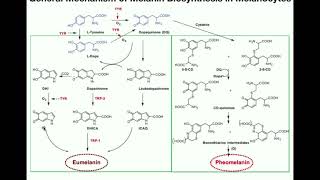 Complete Melanin Biosynthesis Pathway  Eumelanin amp Pheomelanin [upl. by Secnirp]