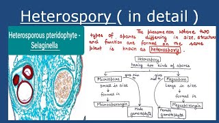 Heterospory  in detail [upl. by Euqnomod]