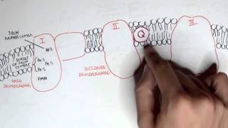 PART I  Oxidative Phosphorylation Electron Transport Chain [upl. by Goldshell]