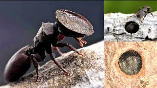 7 Most Intelligent Insects in the World [upl. by Dnomad]