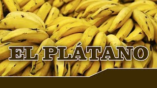 EL PLÁTANO y sus propiedades nutricionales [upl. by Ayatnwahs]