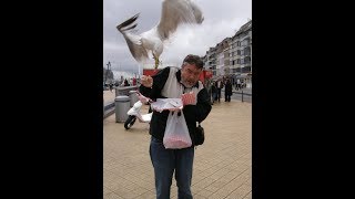 Seagulls Attack and its Hilarious [upl. by Rebekkah]