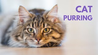 CAT PURRING  10 Hours  Soothing Sound Relax Study [upl. by Kaslik]