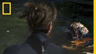 Tiger Cubs Pass Swim Test  National Geographic [upl. by Ayikahs]