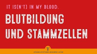 Blutbildung und Stammzellen  Krankheit verstehen [upl. by Aisad]