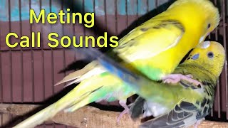 Budgies Mating Call Sounds  Parakeets Mating Call Sounds  KichirMichir [upl. by Idnal990]