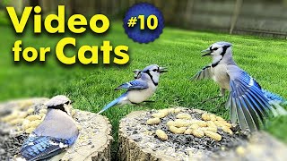 TV for Cats  Backyard Bird and Squirrel Watching  Video 10 [upl. by Tod7]