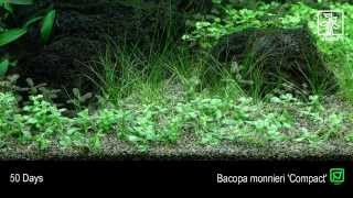 Bacopa monnieri Compact [upl. by Noell]