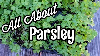 All About Parsley [upl. by Peter]