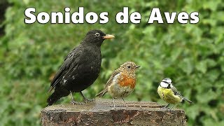 Sonidos de Aves  Aves del Jardín [upl. by Noterb533]