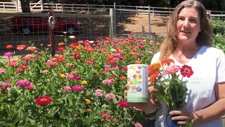 How To Grow Big Beautiful Zinnias From Seed [upl. by Alysia927]