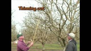 Pistachio Pruning  The Mature Tree part 1 of 3 [upl. by Nyladnohr]