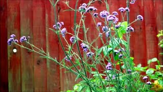 How to Grow Verbena from Last Years Flower Seeds [upl. by Micah233]