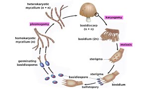 Basidiomycota Part 2 The Mushroom Life Cycle [upl. by Kcirddehs998]