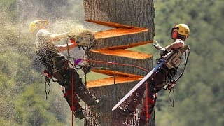 15 LARGEST Trees Ever Cut Down [upl. by Haidadej]