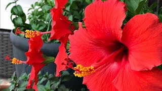 FOUR TIPS ON HIBISCUS TREE CARE  MY PERSONAL EXPERIENCE  SIMPLE [upl. by Jair]