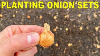 Planting Onion Bulbs A Complete Guide From Start To Finish [upl. by Ingelbert345]