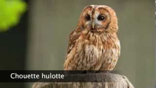 Chouette hulotte [upl. by Lyrehc]