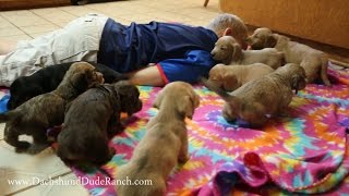 The CUTEST Mini Dachshund puppy video EVER [upl. by Gris791]