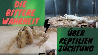 Die Wahrheit über Reptilienzüchtung [upl. by Gabriello]