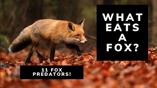 What Eats A Fox 11 Predators That Prey On Foxes  Fox Predators  Red Foxes [upl. by Perle]