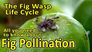 Fig Pollination and Fig Wasp Life Cycle Blastophaga psenes  All you need to know [upl. by Fotina]