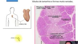 Histologia órgãos linfóides I [upl. by Moser463]