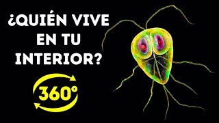 La Vida Secreta De Las Bacterias En Tu Cuerpo  360 VR [upl. by Orel]