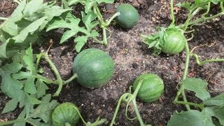 How To Prune Watermelon Plants [upl. by Vasta459]