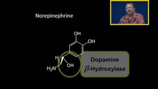 Biosynthesis of Catecholamines [upl. by Lecrad]