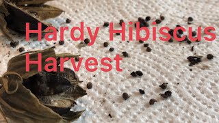 Harvesting hardy hibiscus 🌺 seeds [upl. by Inwat]