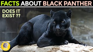 FACTS ABOUT THE BLACK PANTHER [upl. by Gney]