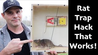 A Rat Trap Hack That Works How To Catch MORE Rats amp Mice  Mousetrap Monday [upl. by Gerard]