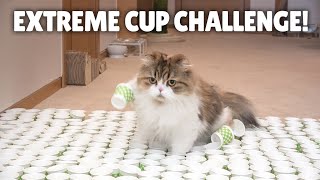 Extreme Cup Challenge Can My Cats Cross the Course  Kittisaurus [upl. by Paapanen]