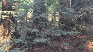 Sequoia sempervirens coast redwood [upl. by Nilatak]