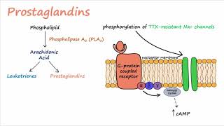 Pain Transduction Described Concisely [upl. by Rolyab]