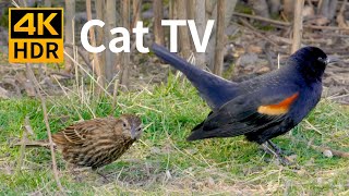 Cat TV 4K HDR Birds by the Lake  8 Hour Videos for Cats to Watch [upl. by Emile]