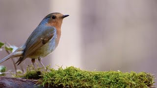 Birds Singing Without Music 8 Hour Bird Sounds Relaxation Soothing Nature Sounds Birds Chirping [upl. by Garvy8]