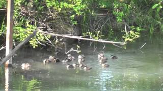 23 Wood Duck Babies jump from box [upl. by Andree2]