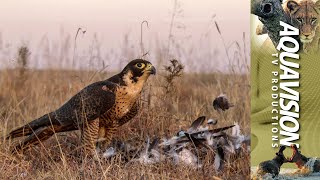 Peregrine Falcon Hunting 🦅  Falconeering [upl. by Louanna]